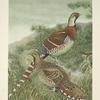 Elliot's Pheasant (Syrmaticus ellioti).