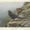 Mikado Pheasant (Syrmaticus mikado).