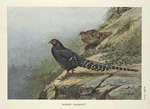 Mikado Pheasant (Syrmaticus mikado).
