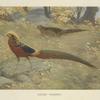 Golden Pheasant (Chrysolophus pictus).