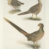 Plumages of the Golden Pheasant (Chrysopolus pictus).