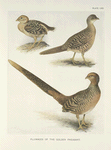 Plumages of the Golden Pheasant (Chrysopolus pictus).