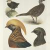 Plumages of the Black-throated Golden Pheasant (Chrysopolus pictus, var. obscurus).
