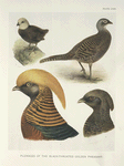Plumages of the Black-throated Golden Pheasant (Chrysopolus pictus, var. obscurus).