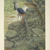 Lady Amherst Pheasant (Chrysophus amherstiae).