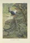 Lady Amherst Pheasant (Chrysophus amherstiae).