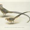 Variations in Golden and Amherst Pheasant hybrids.