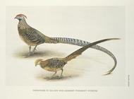 Index