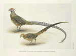 Variations in Golden and Amherst Pheasant hybrids.