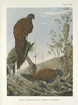 Malay Bronze-tailed Peacock Pheasant (Chalcurus inopinatus).