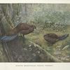 Sumatra Bronze-tailed Peacock Pheasant.