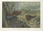 Sumatra Bronze-tailed Peacock Pheasant.