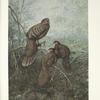 Grey Peacock Pheasants (Polyplectron bicalcaratum bicalcaratum).