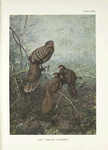 Grey Peacock Pheasants (Polyplectron bicalcaratum bicalcaratum).