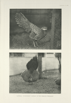 Lateral courtship display of the Peacock Pheasant.