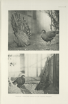 Frontal courtship display of the Peacock Pheasant.