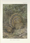 Malay Peacock Pheasant (Polyplectron malaccensis).