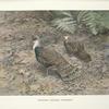 Bornean Peacock Pheasant (Polyplectron schleiermacheri).