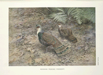 Bornean Peacock Pheasant (Polyplectron schleiermacheri).