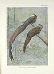 Malay Ocellated Pheasant (Rheinardius nigrescens).