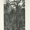 Jungle home of the Malayan Ocellated Pheasant.