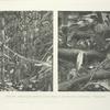 Nesting jungle and recently used nest of the Malay Argus Pheasant.