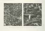 Nesting jungle and recently used nest of the Malay Argus Pheasant.