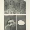 Borneo jungle near dancing place of Argus Pheasant; Head and egg of Bornean Argus Pheasant.