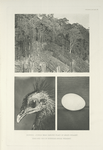 Borneo jungle near dancing place of Argus Pheasant; Head and egg of Bornean Argus Pheasant.