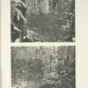 Dancing arena and escape trail of Bornean Argus Pheasant.