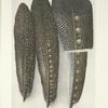 Evolution of the eyes on the wing-feathers of the Argus Pheasant.