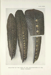 Evolution of the eyes on the wing-feathers of the Argus Pheasant.