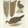 Primaries of Malay and Double-spotted Argus Pheasants and plumages of Bornean Argus Pheasant.