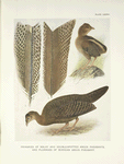 Primaries of Malay and Double-spotted Argus Pheasants and plumages of Bornean Argus Pheasant.