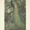 Indian Peafowl (Pavo cristatus).