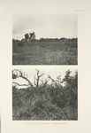 Nesting ground and entrance to Peafowl's nest.