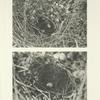 Nest and egg of Peafowl in Southern Ceylon.