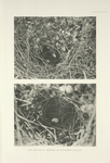 Nest and egg of Peafowl in Southern Ceylon.
