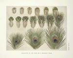 Evolution of the eyes on a Peacocks train.