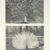 Indian and white Peacocks with trains spread.
