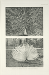 Indian and white Peacocks with trains spread.