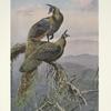 Green Peafowl (Pavo muticus).