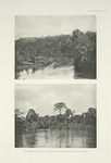 Drinking place and lookout of Green Peafowl in Pahang.