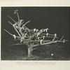 Midnight flashlight of Silver Pheasants roosting in Colonel Anthony R. Kuser's Faircourt aviaries, New Jersey.