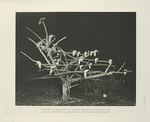 Midnight flashlight of Silver Pheasants roosting in Colonel Anthony R. Kuser's Faircourt aviaries, New Jersey.