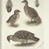 Plumages of the Himalayan Impeyan Pheasant (Lophophorus impeyanus).