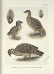Plumages of the Himalayan Impeyan Pheasant (Lophophorus impeyanus).