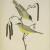 Myiodioctes pusillus. Black-capped Warbler. Adults [upper fig., male;  lower, female].