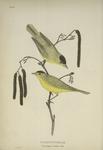 Myiodioctes pusillus. Black-capped Warbler. Adults [upper fig., male;  lower, female].