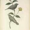 Phonipara zena. Black-headed Finch. Adult, Male and Female. [Plant, Wild Lantrana.]